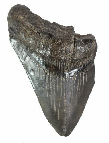 Partial, Fossil Megalodon Tooth #89021
